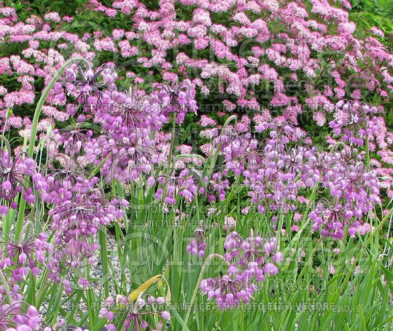 Allium cernuum (Nodding onion and lady's leek)  3