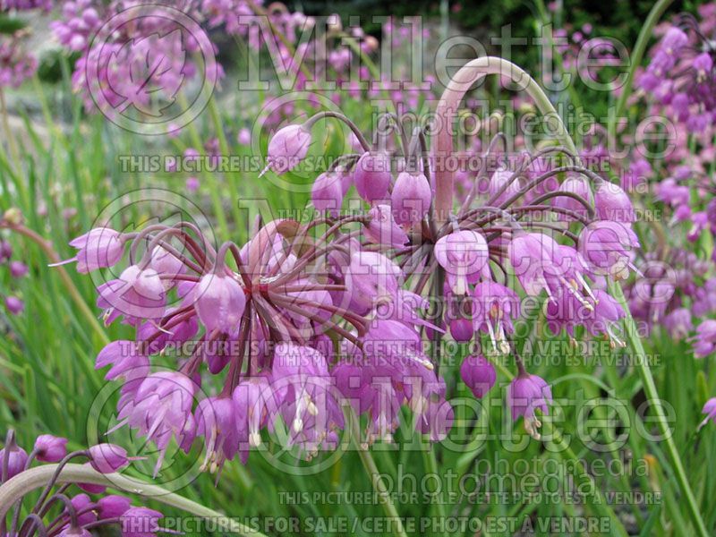 Allium cernuum (Nodding onion and lady's leek)  4