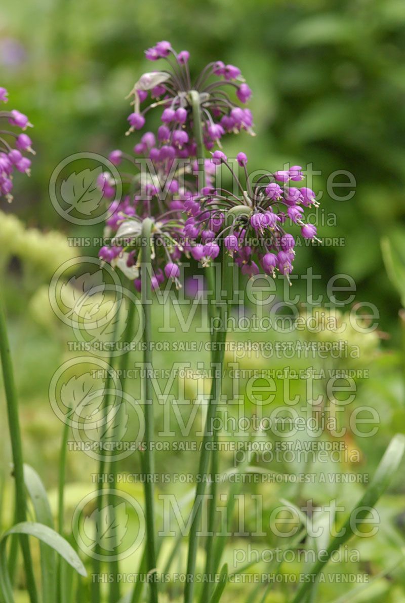 Allium cernuum (Nodding onion and lady's leek)  1