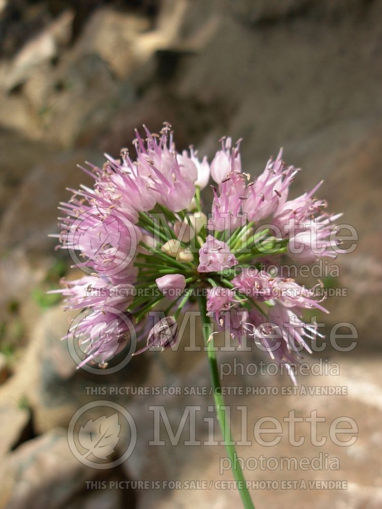 Allium cernuum (Nodding onion and lady's leek)  2