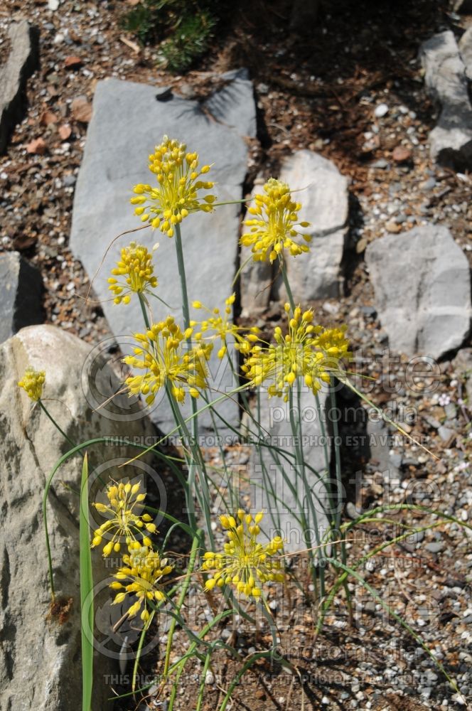 Allium flavum (Small Yellow Onion) 1 