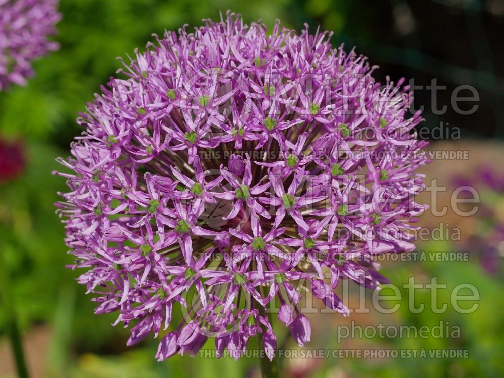 Allium Gladiator (Ornamental Onion) 8 