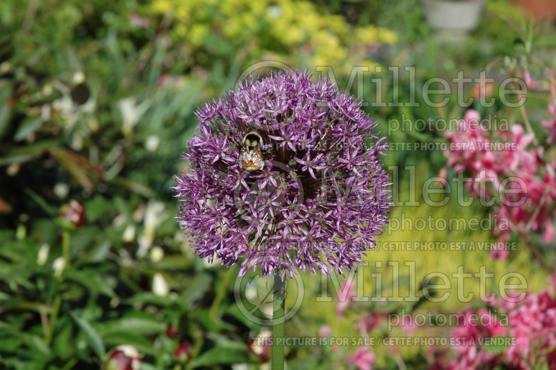 Allium Gladiator (Ornamental Onion) 4 