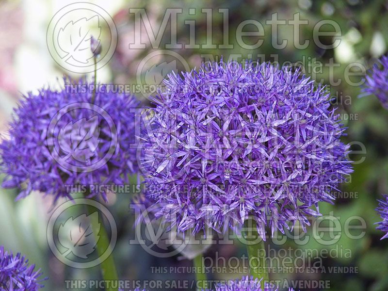 Allium Gladiator (Ornamental Onion)  2