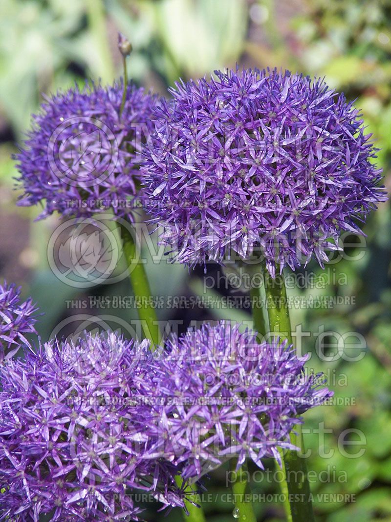 Allium Gladiator (Ornamental Onion)  1