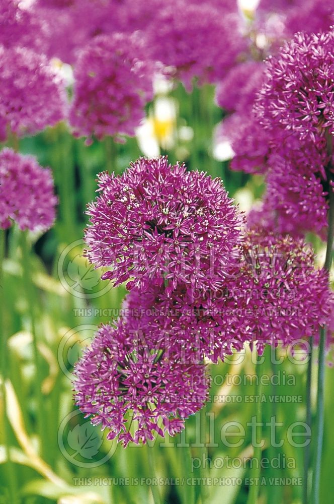 Allium Globemaster (Ornamental onion) 1 