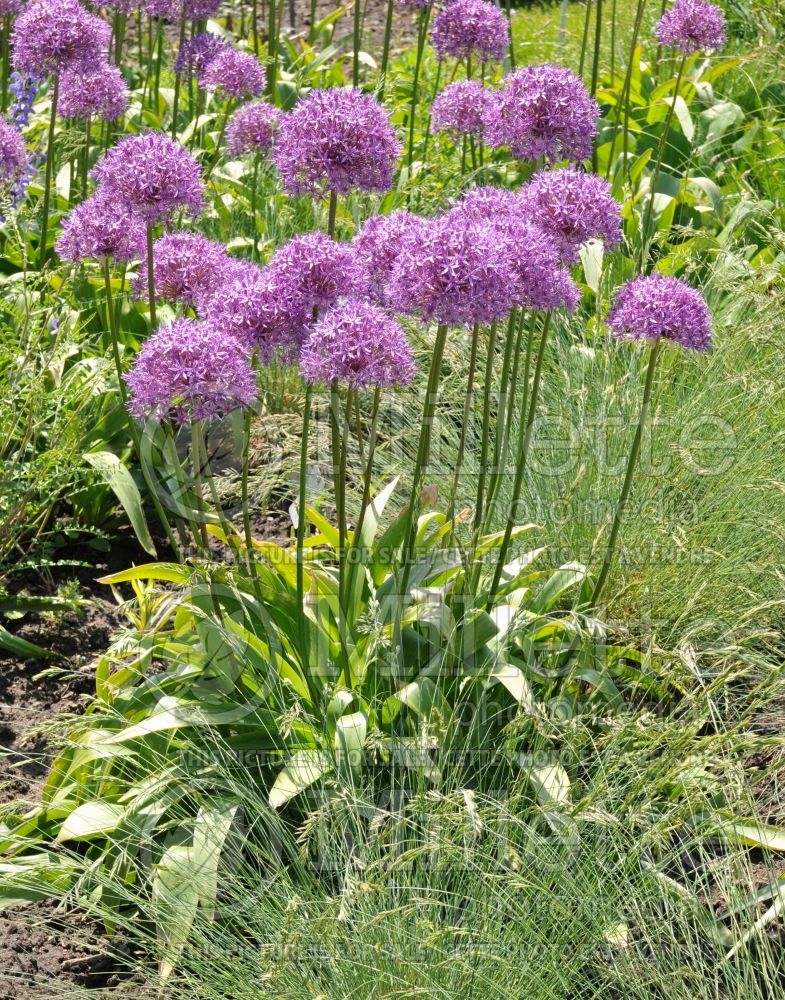 Allium Globemaster (Ornamental onion) 2 