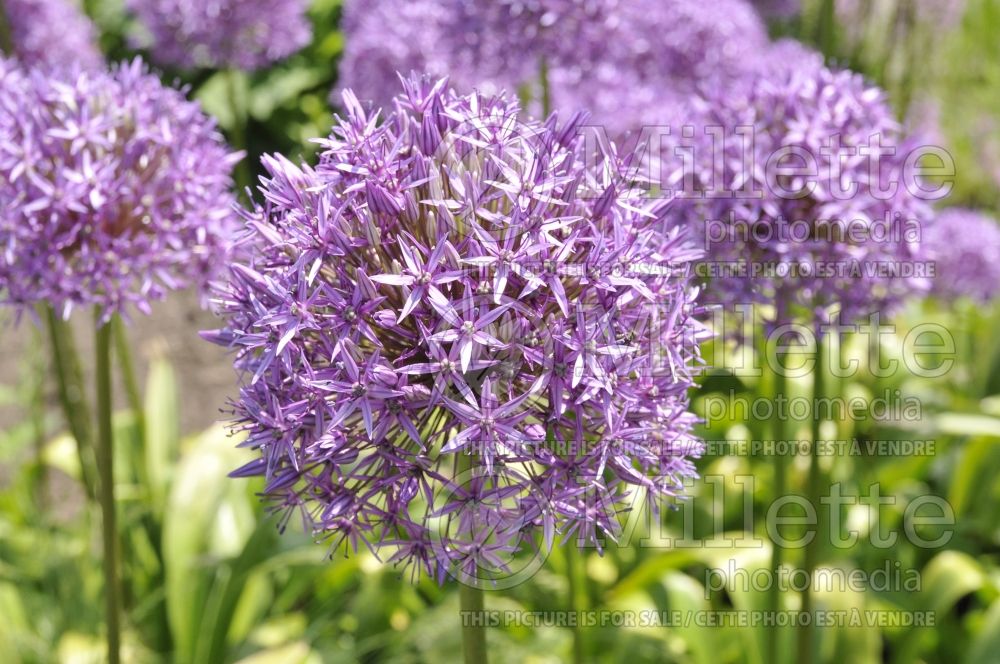 Allium Globemaster (Ornamental onion) 3 