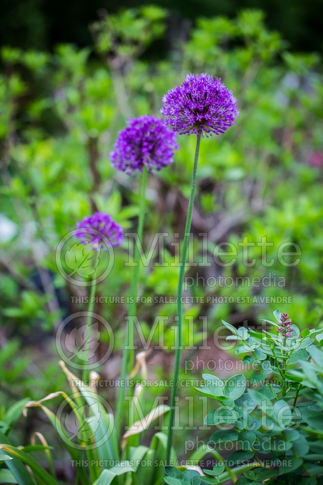 Allium Purple Sensation (Ornamental Onion) 2 