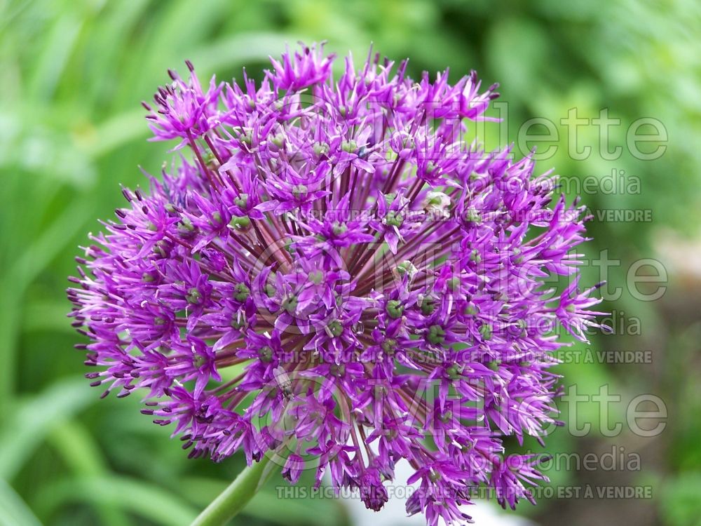 Allium Purple Sensation (Ornamental Onion) 1 