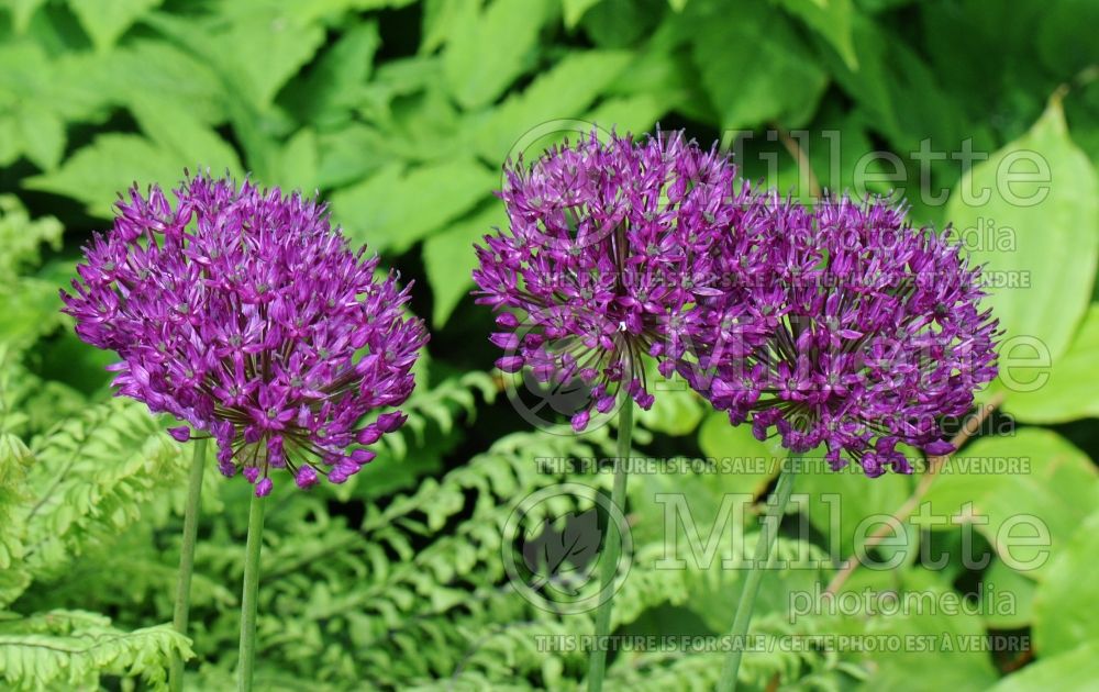 Allium Purple Sensation (Ornamental Onion) 4 