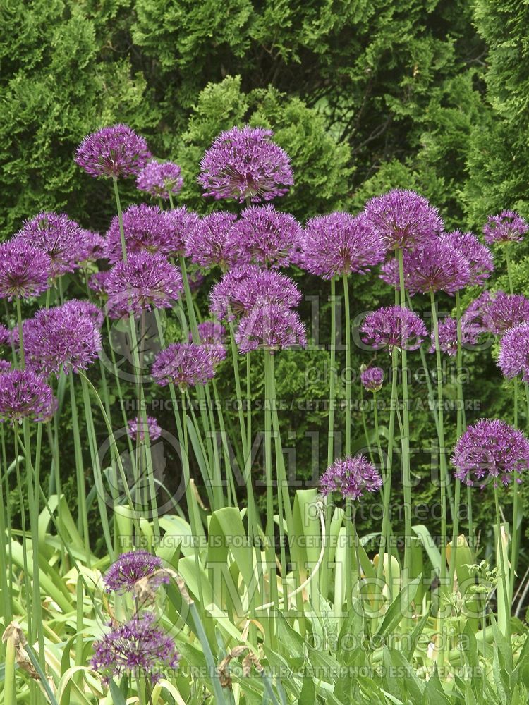 Allium Purple Sensation (Ornamental Onion) 3 