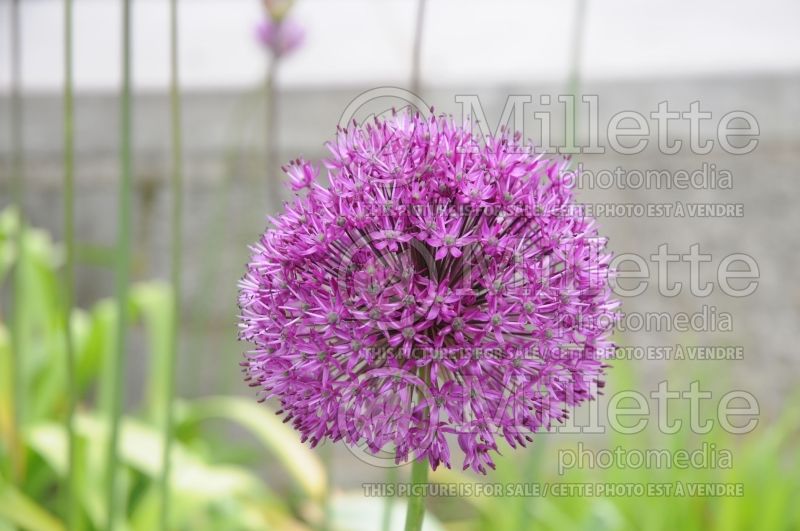 Allium Purple Sensation (Ornamental Onion) 6 