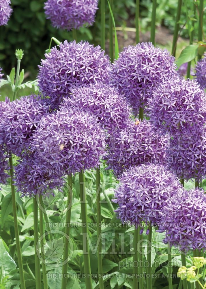 Allium Purple Sensation (Ornamental Onion) 5 