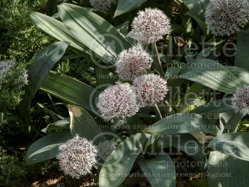 Allium karataviense (ornamental Turkistan onion) 3 