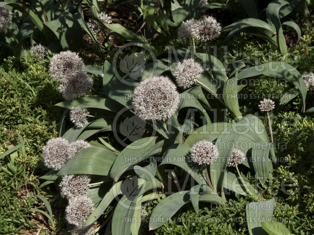 Allium karataviense (ornamental Turkistan onion) 1 