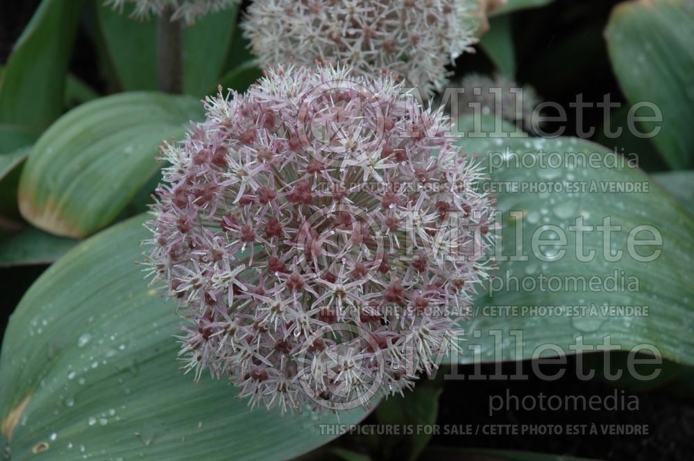 Allium karataviense (Ornamental Onion) 4 