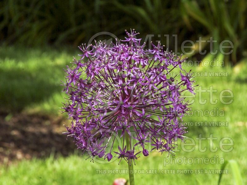 Allium Mars (Ornamental Onion) 2 