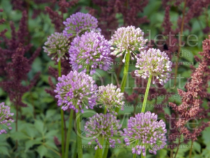 Allium Millenium (Ornamental Onion) 5 