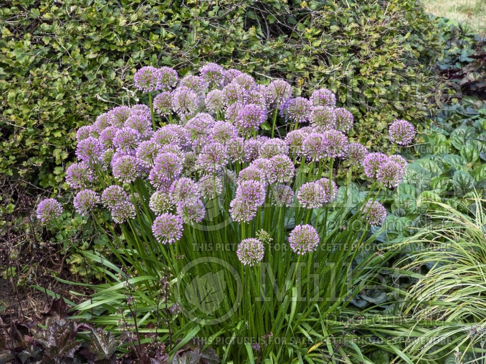 Allium Millenium (Ornamental Onion) 14 
