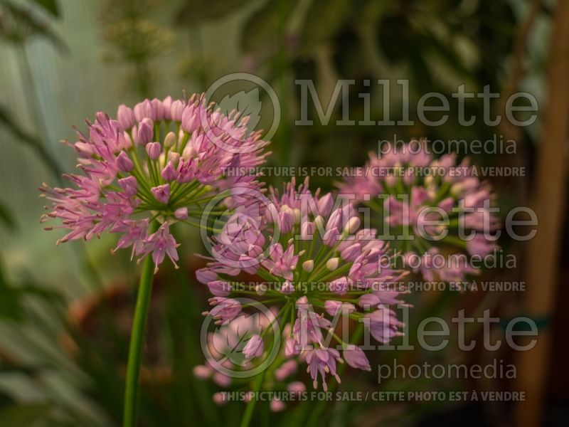 Allium Millenium (Ornamental Onion) 7 