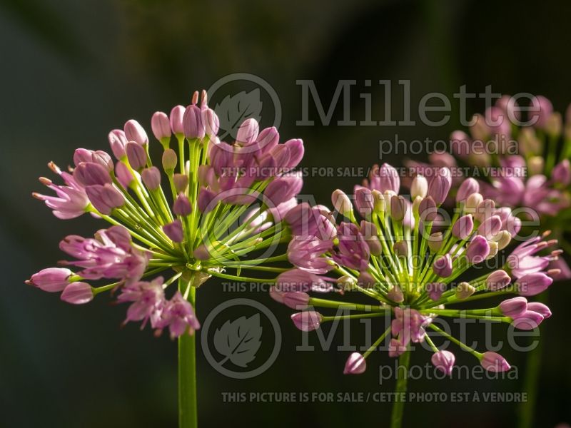 Allium Millenium (Ornamental Onion) 8 