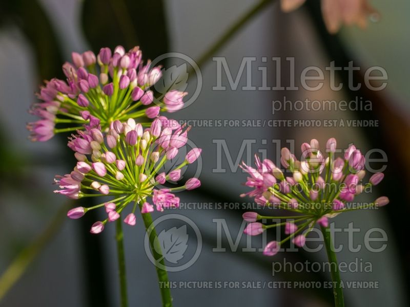 Allium Millenium (Ornamental Onion) 9 