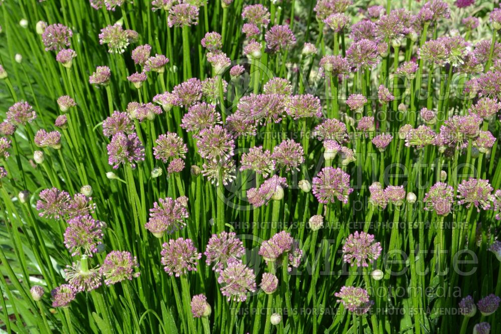 Allium Millenium (Ornamental Onion) 2 