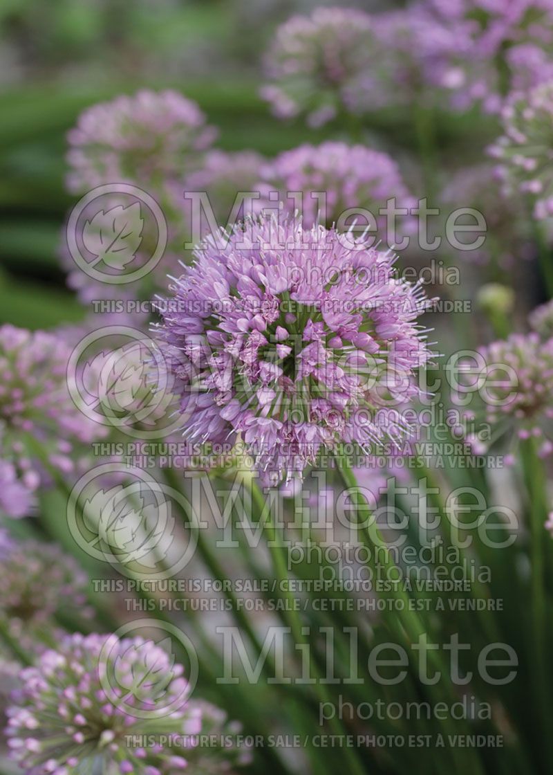 Allium Millenium (Ornamental Onion)  1