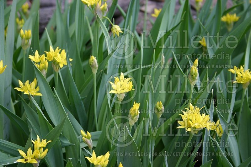 Allium moly (golden garlic and lily leek) 1 