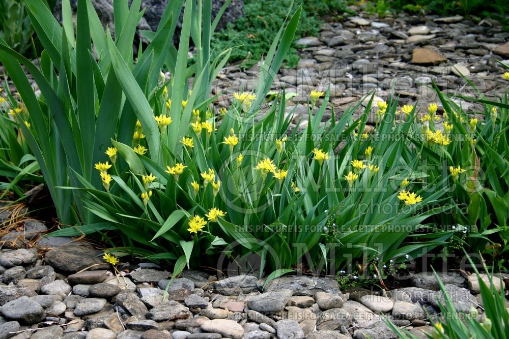 Allium moly (golden garlic and lily leek) 2 