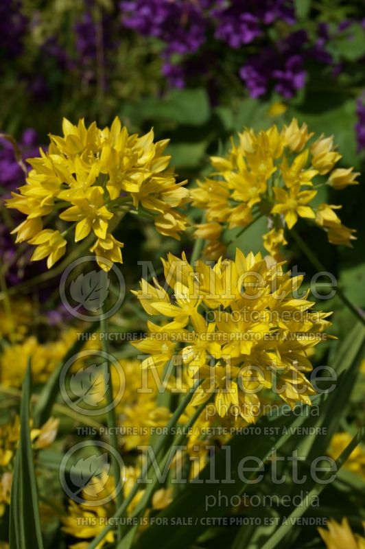 Allium moly (golden garlic and lily leek) 6 