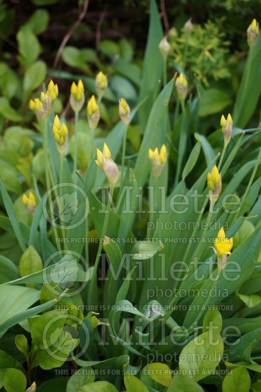 Allium moly (golden garlic and lily leek) 5 