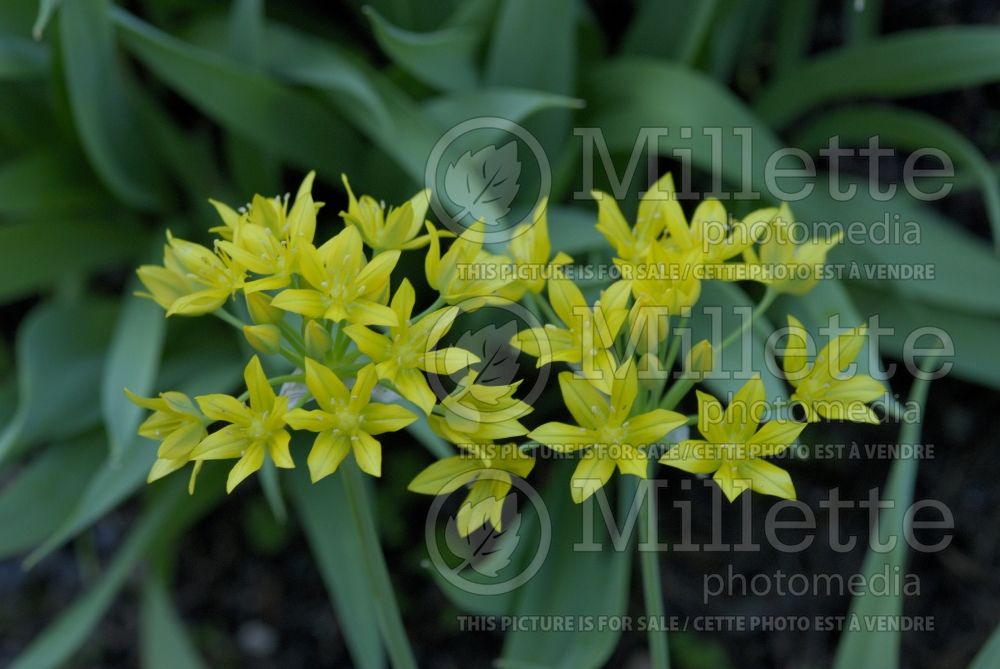 Allium moly (golden garlic and lily leek) 3 