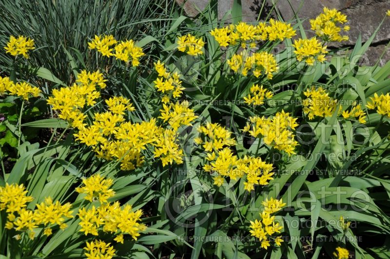 Allium moly (golden garlic and lily leek) 4 