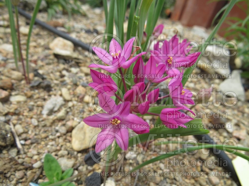 Allium ostrowskianum (Pink Onion) 1 