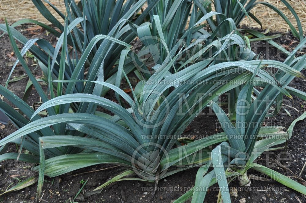 Allium Bandit (Leek) 1 