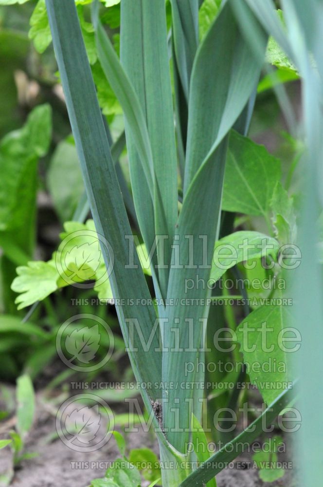 Allium Monstrueux de Carentan (Leek) 1 