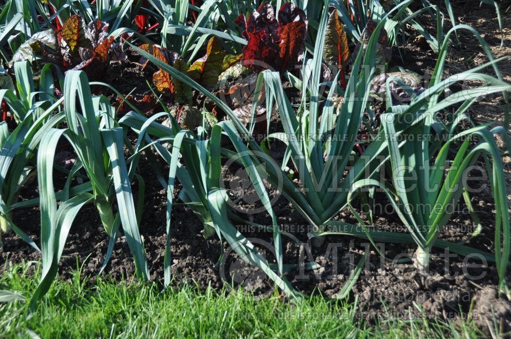 Allium Tadorna (Leek) 1 