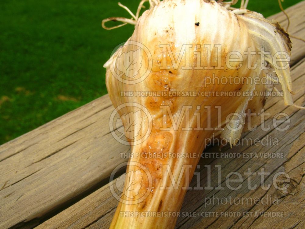 Allium sativum - disease  (Garlic vegetable) 1 