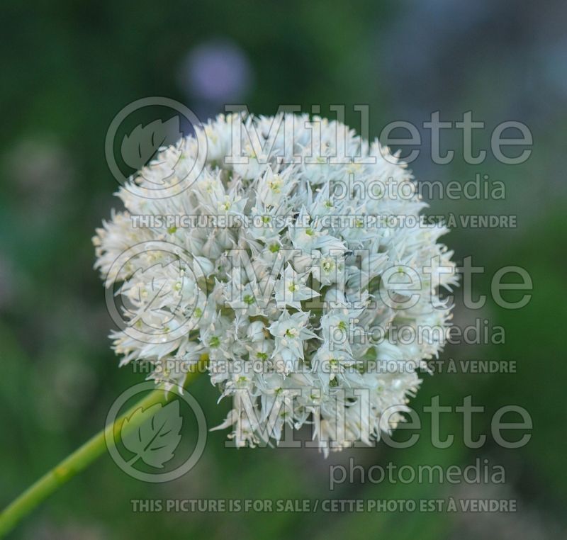 Allium pyrenaicum (Lavender Onion) 1