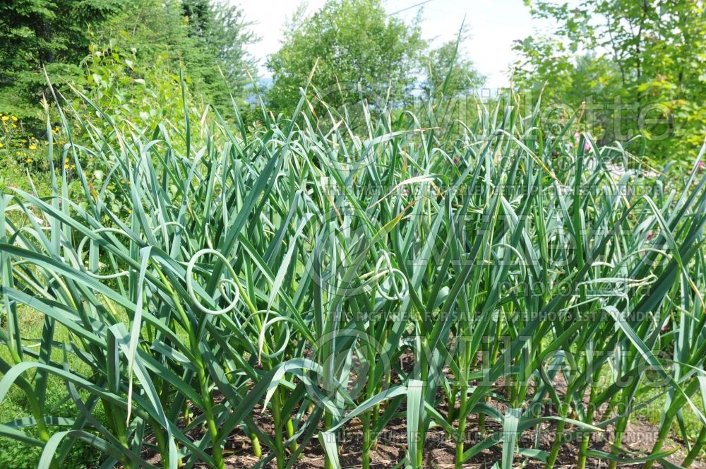 Allium sativum (Garlic vegetable) 1 