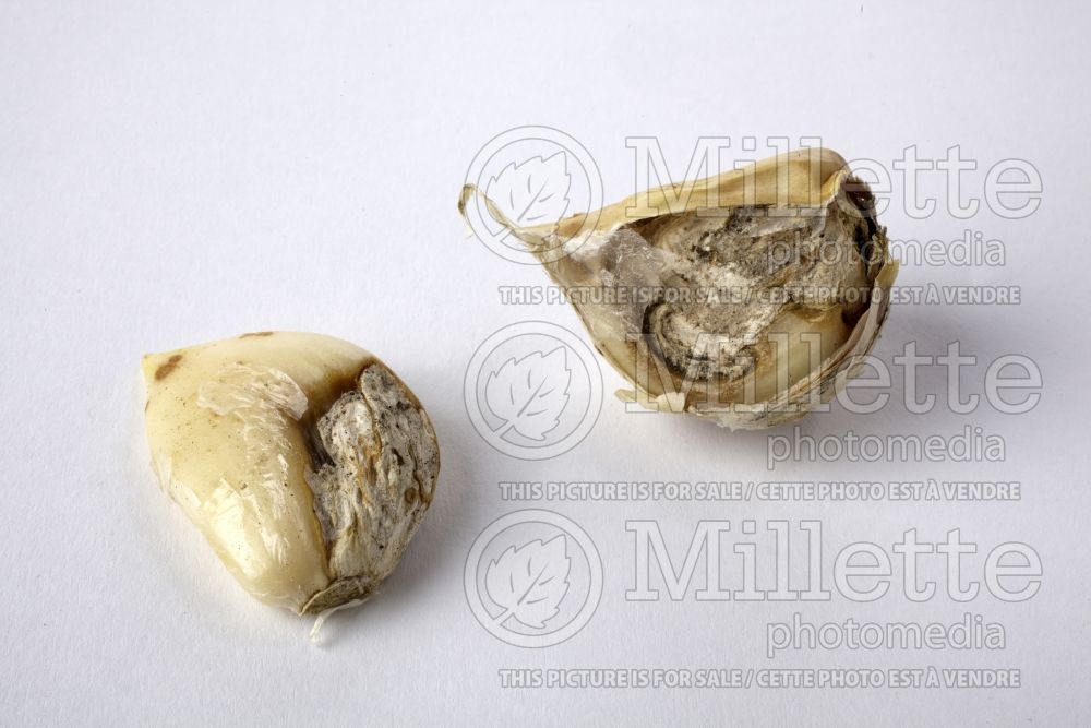 Allium sativum - disease  (Garlic vegetable) 2 