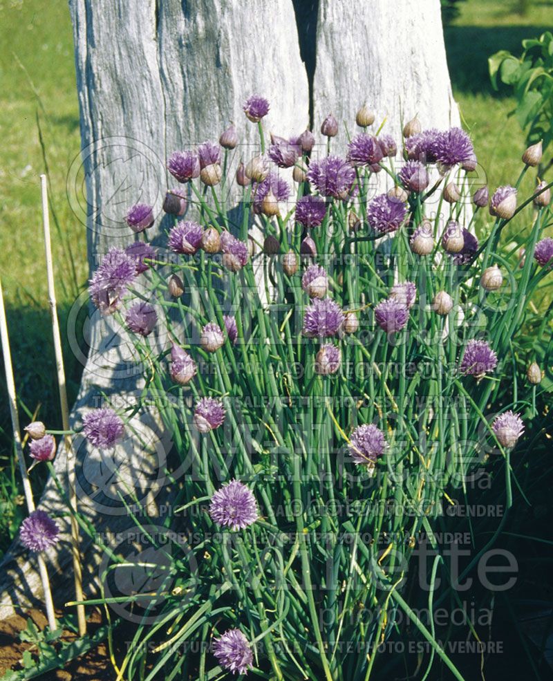 Allium schoenoprasum (Chives)  3