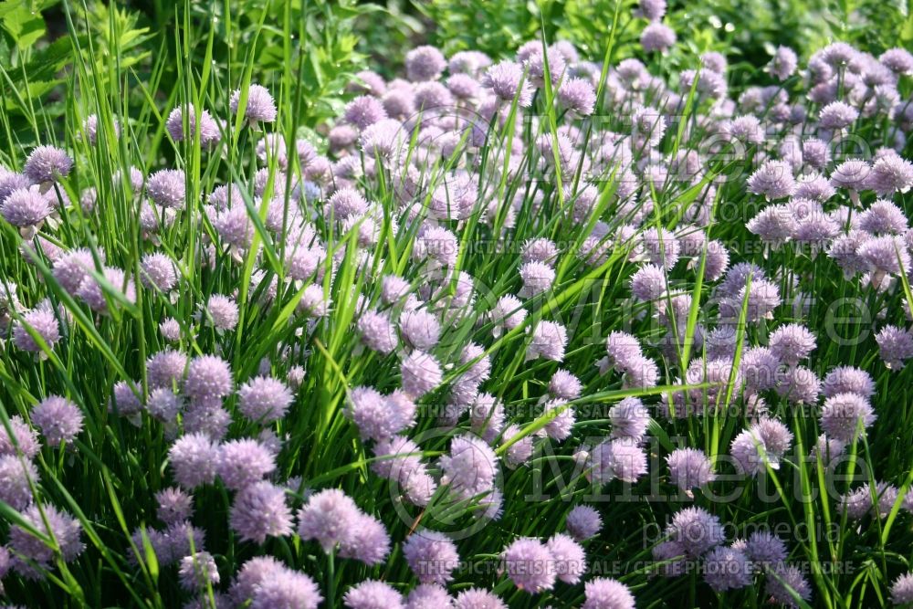 Allium Profusion or Sterile (Garlic Chives) 1 