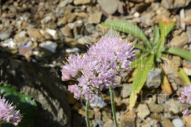 Allium Blue Eddy (Garlic) 2 