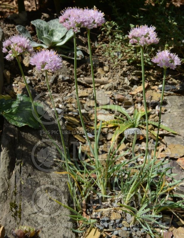 Allium Blue Eddy (Garlic) 1 