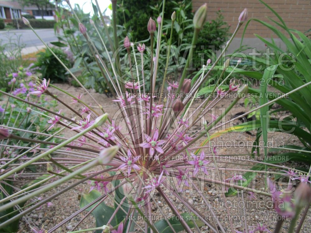 Allium schubertii (Ornamental Onion) 6 
