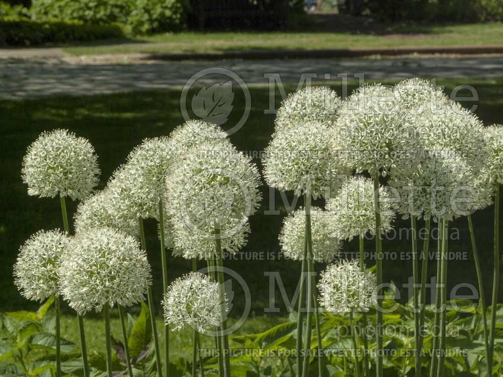 Allium Mount Everest (Garlic) 5 