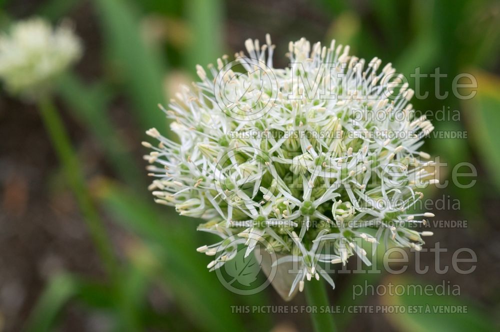 Allium Mount Everest (Garlic) 2 